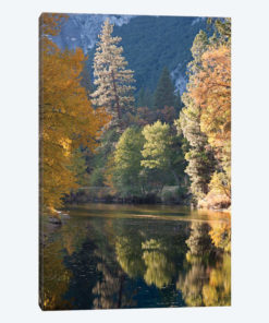 Golden Yosemite