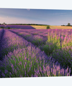 Pink and Purple