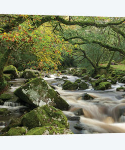 The Dewerstone Wood