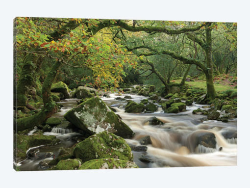 The Dewerstone Wood