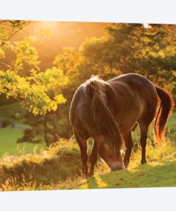 The Exmoor Pony