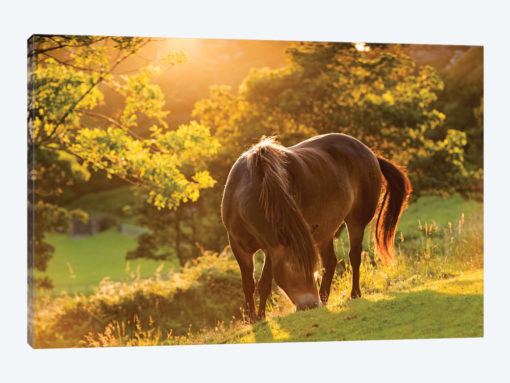 The Exmoor Pony