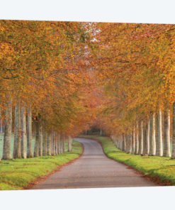 Autumn Splendour