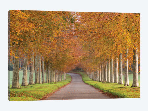 Autumn Splendour