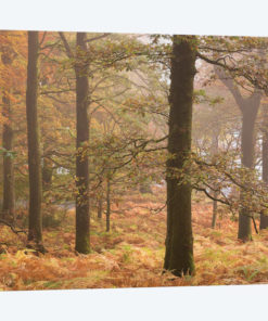 Ullswater Woodland