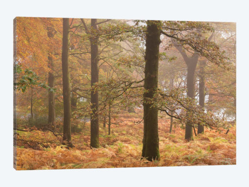 Ullswater Woodland