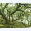 Ancient Woodland