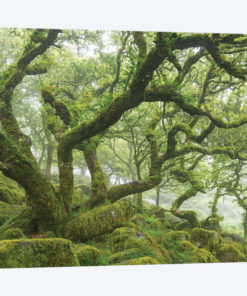 Ancient Woodland