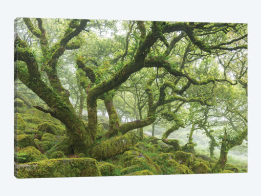 Ancient Woodland
