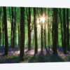 Bluebell Woodland