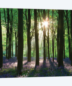 Bluebell Woodland