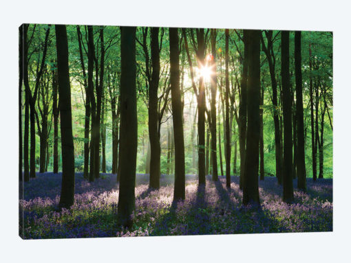 Bluebell Woodland