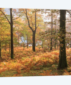Colours Of Autumn