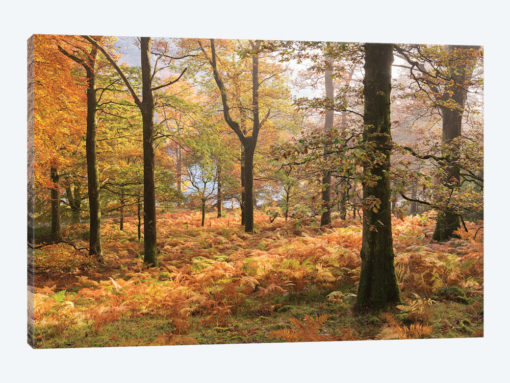 Colours Of Autumn