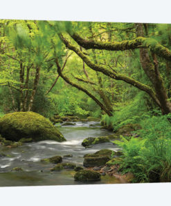 Fairytale Forest