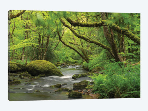 Fairytale Forest