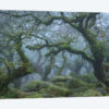 Fangorn Forest