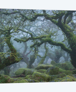 Fangorn Forest