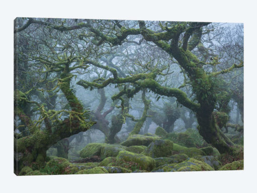 Fangorn Forest