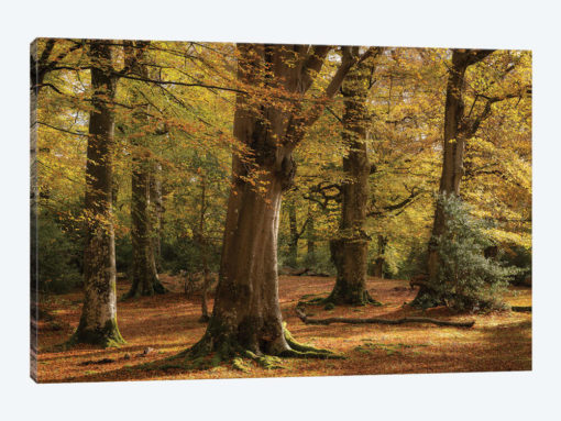 Forest Golds