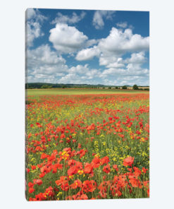 Colours of Summer (Dorset)