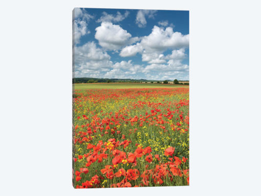 Colours of Summer (Dorset)