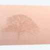 Oak Tree In Morning Mist