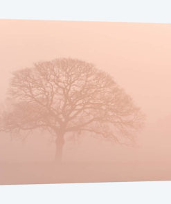 Oak Tree In Morning Mist