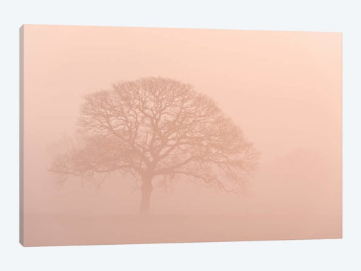 Oak Tree In Morning Mist