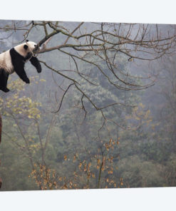 Lazy Panda