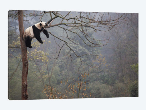 Lazy Panda