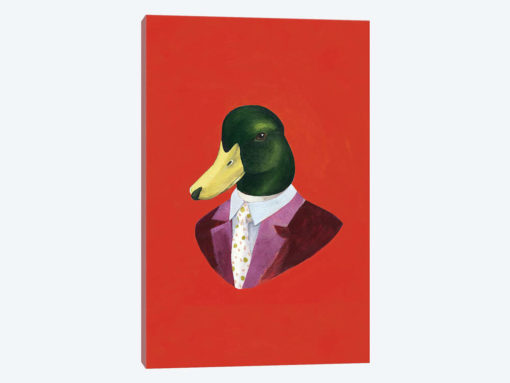 Mallard Duck