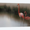 Flamingos