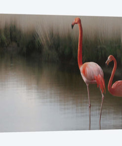 Flamingos