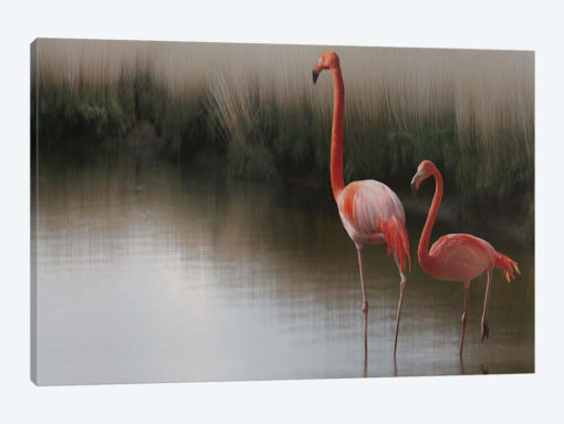 Flamingos