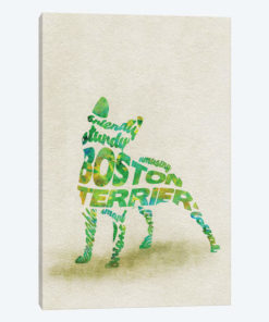 Boston Terrier