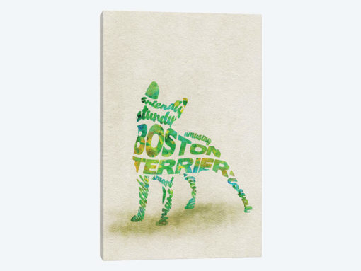 Boston Terrier