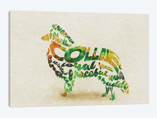 Collie