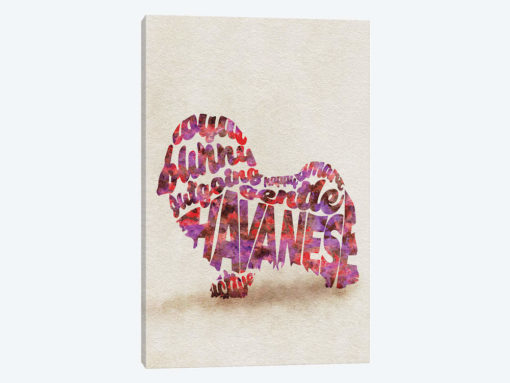Havanese