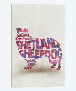 Shetland Sheepdog