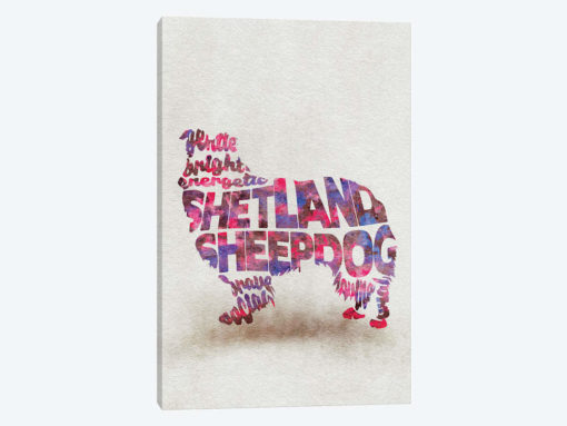 Shetland Sheepdog