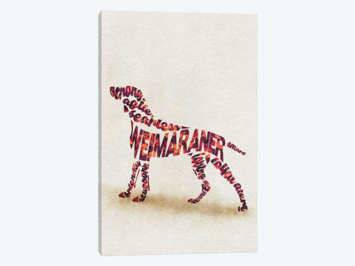 Weimaraner