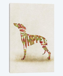 Whippet
