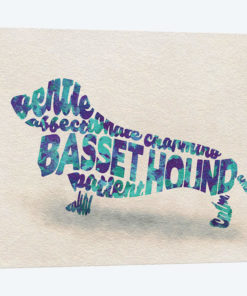 Basset Hound