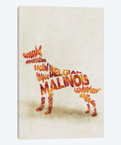 Belgian Malinois