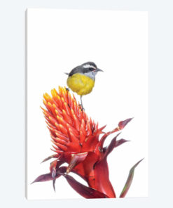 Bananaquit On Flower, Argentina