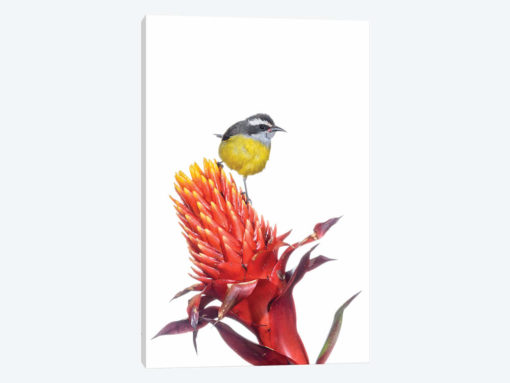 Bananaquit On Flower, Argentina