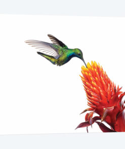Black-Throated Mango Hummingbird Feeding On Flower Nectar, Argentina