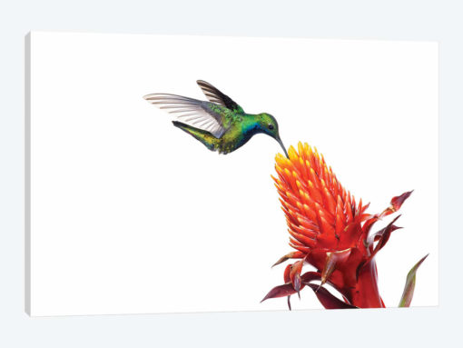 Black-Throated Mango Hummingbird Feeding On Flower Nectar, Argentina