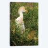 Cattle Egret, Argentina